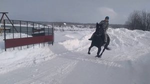 Купил Лошадь первая лошадь на деревне