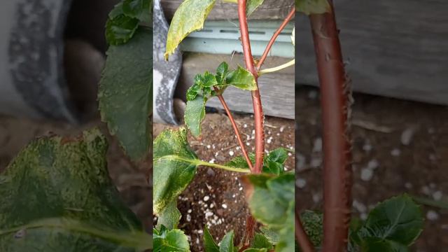 ЧЕРЕШКОВАЯ ГОРТЕНЗИЯ сибирь смотреть онлайн