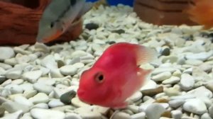 Рыбка Красный попугай.  Аквариумная рыбка.