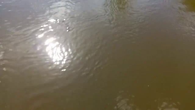 ночные закидушки на сома результат удивил смотреть онлайн