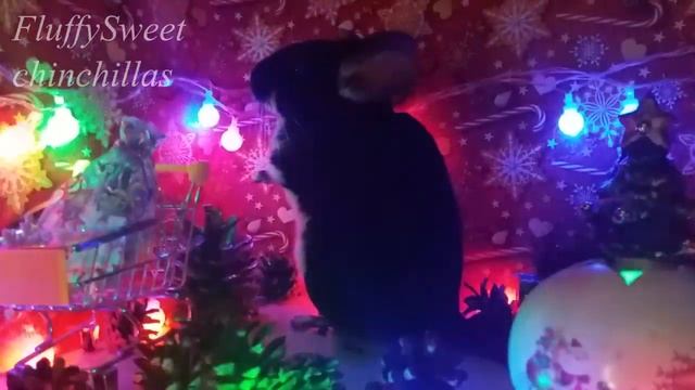 Встречайте! Мальчик Шерл, окрас черный жемчуг( Black Pearl) смотреть онлайн