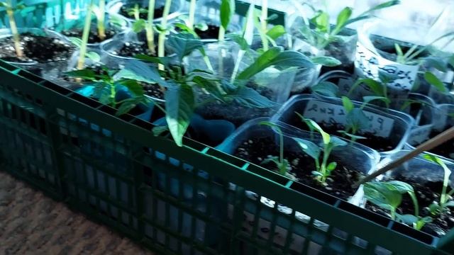 #Рассада#для#дачи. смотреть онлайн