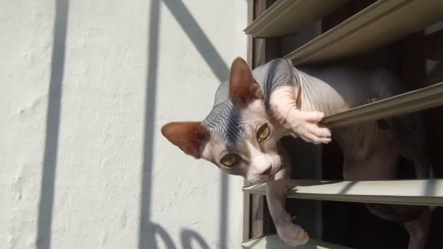 Канадский сфинкс Мики sphinx смотреть онлайн