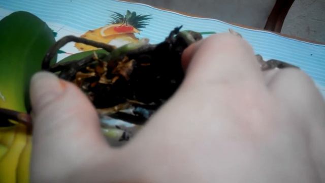 Пожелтели листья у фаленопсиса смотреть онлайн
