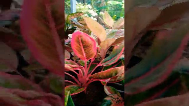 Aglaonema смотреть онлайн