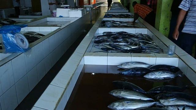 THE MALDIVES: Famous fish market in Malé (Indian Ocean) #travel #maldives смотреть онлайн