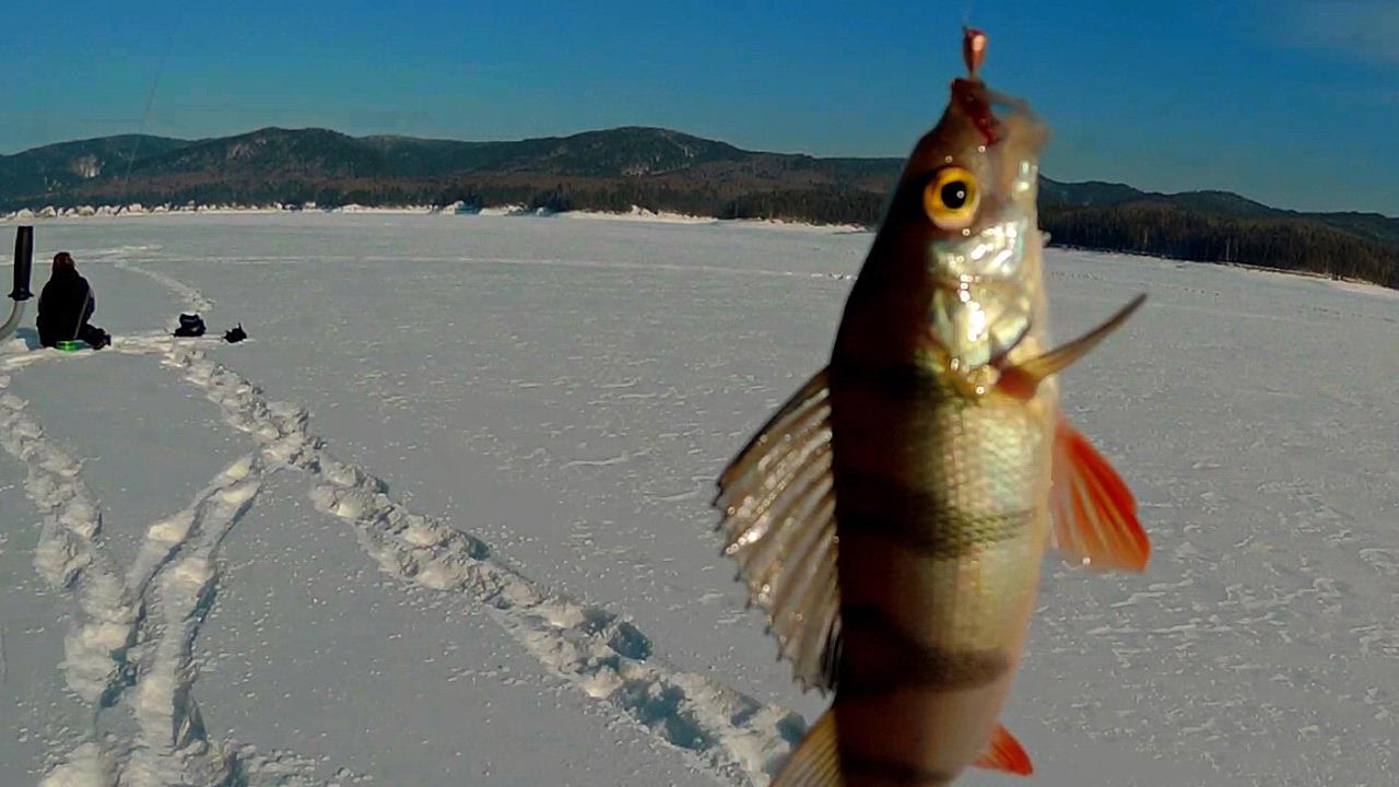 Зимняя рыбалка на Енисее 2017 смотреть онлайн