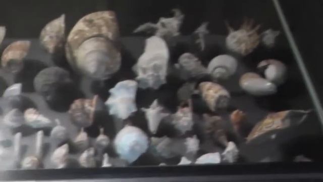 Музей естествознания в Берлине смотреть онлайн