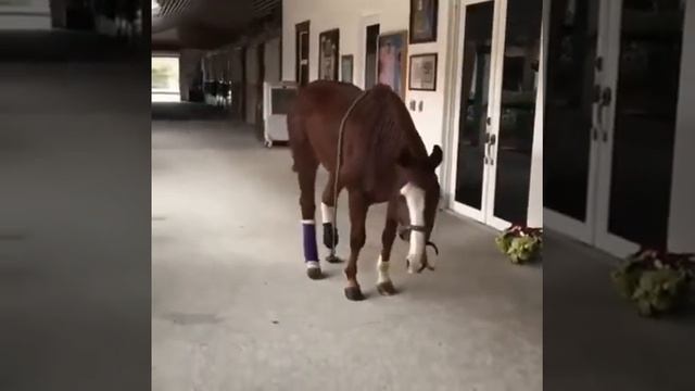 OT NOGIRON EKAN ENDI ISHONDIM OTI OYOGI SINSA QAYTA BITMAYDI DEGANIGA смотреть онлайн