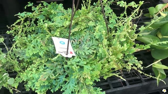 30+ Boxes & 6 Full Plant Racks! Walmart's VERY FIRST 2021 Amazing Plant Restock! смотреть онлайн
