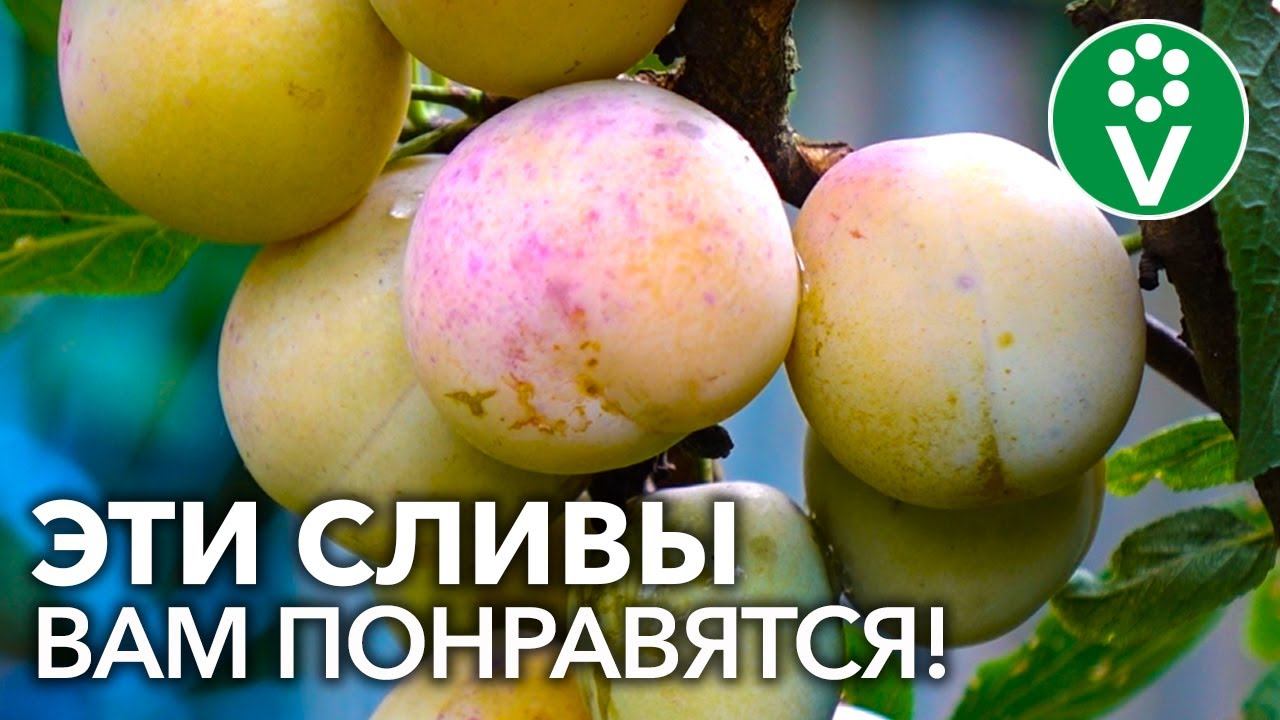 9 САМЫХ СЛАДКИХ И КРУПНЫХ СОРТОВ СЛИВЫ ДЛЯ СРЕДНЕЙ ПОЛОСЫ смотреть онлайн