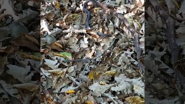 Змея Сочи - Какие змеи водятся в Сочи? смотреть онлайн