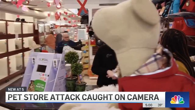 Woman slaps tourist across face in bizarre NYC pet store outburst | NBC New York смотреть онлайн