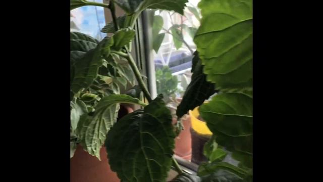 Colectia mea de plante смотреть онлайн