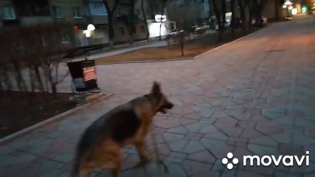 # Сидимдома. Немецкая овчарка. Гуляем. Тишина.My German Shepherd смотреть онлайн