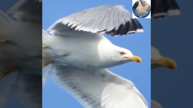 Ричард Бах. Нет такого места далеко. Одно из любимейших произведений. читает Н.Кравченко