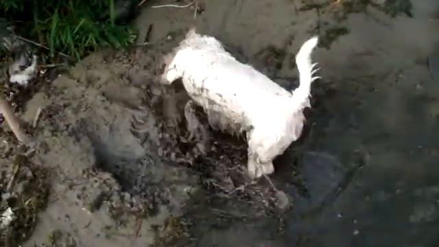 Дуня - силихем терьер смотреть онлайн