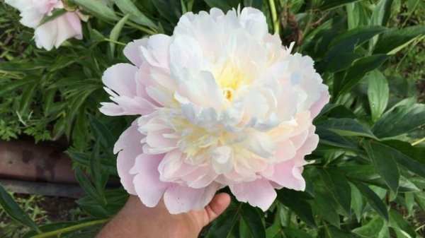 Пион ADONIS/Адонис