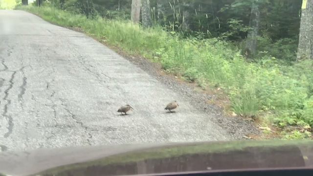 Woodcocks dancing across the road смотреть онлайн
