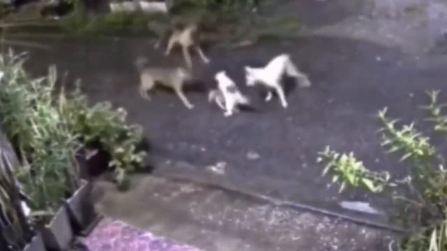 Как животные спасают людей смотреть онлайн