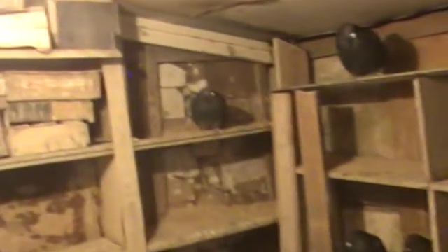 Борьба голубеводов с хищником, г. Рубежное 21.12.2016 смотреть онлайн