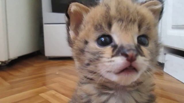 Ляля, африканский сервал, 3 недели. Продажа. смотреть онлайн