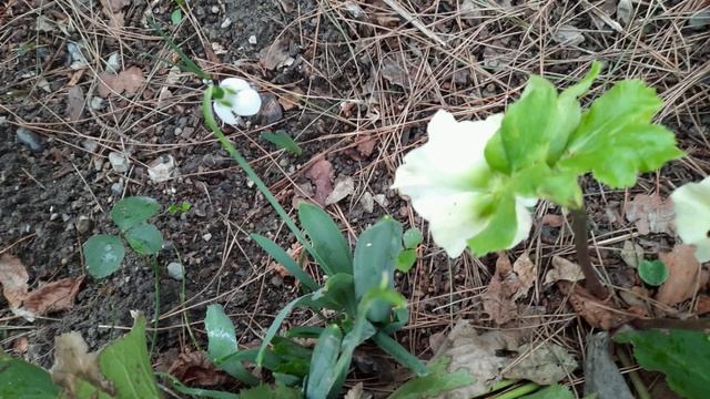 С ДНЕМ ЖЕНСКОГО СЧАСТЬЯ ТЕБЯ!♡☆ смотреть онлайн