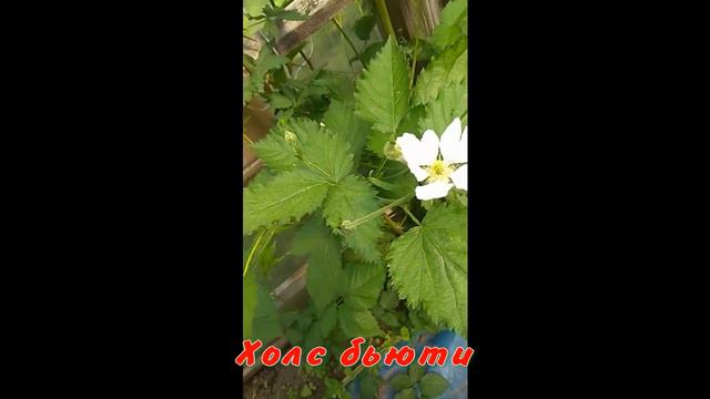 Цветение ЕЖЕВИКИ смотреть онлайн