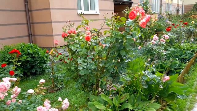 Зеленоградск-город позитива или тысячи роз для наших любимых смотреть онлайн