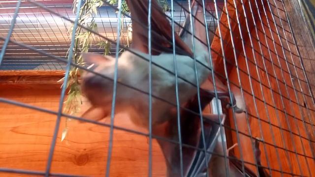 "Лесная братва" в Нижнем Тагиле смотреть онлайн
