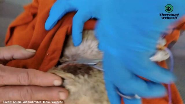 Hunde Mutter liegt weinend vor Regungslosem Welpen, doch Jeder läuft an ihr vorbei! смотреть онлайн