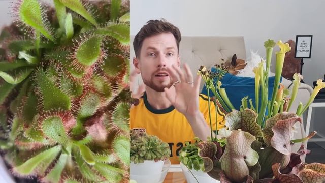 Хищные растения в моей коллекции. Мой уход и наблюдения. Carnivorous plants. смотреть онлайн