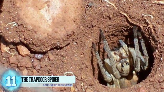 World’s 21 Weirdest Spiders смотреть онлайн