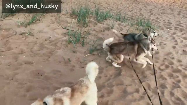 Huskies on a beach part 2 - Хаски на пляже часть вторая смотреть онлайн