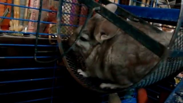 СКРИПКА - бежевая шиншилла