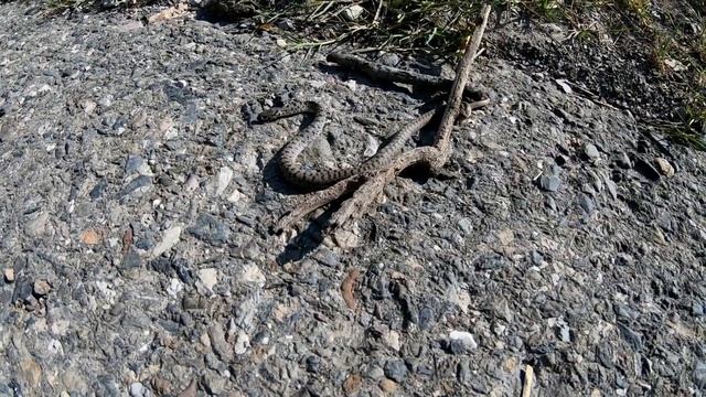 Дагестан. Нашли ГЮРЗУ в Сулакском каньоне. смотреть онлайн