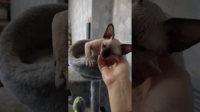 Сфинксы, космическое чудо#канадскиесфинксы #котята #cats смотреть онлайн