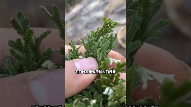 逢旱裝死，遇水復活 ，他就是卷柏，是一個神奇的草本植物，也可當做盆栽觀賞