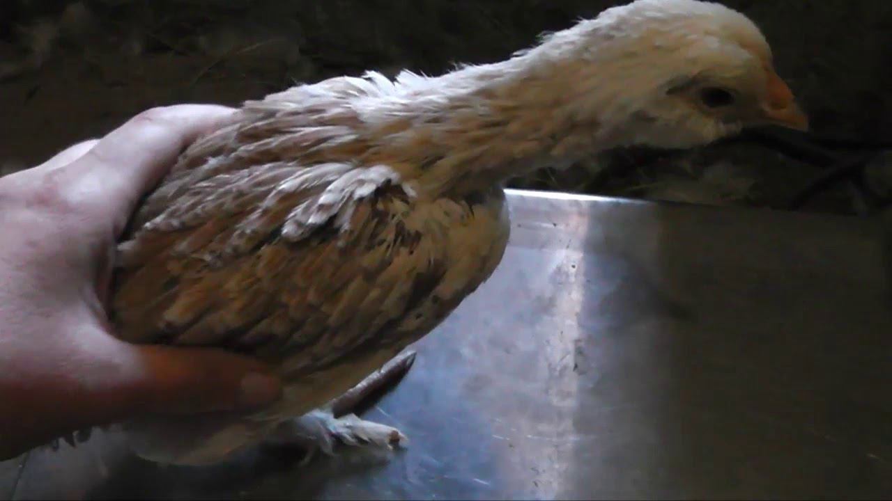 ЦВЕТНОЙ БРОЙЛЕР 25 ДНЕЙ И 14 ДНЕЙ ВЗВЕШИВАНИЕ ПРЕДЛАГАЮ ЦЫПЛЯТ ЦВЕТНОГО БРОЙЛЕРА смотреть онлайн