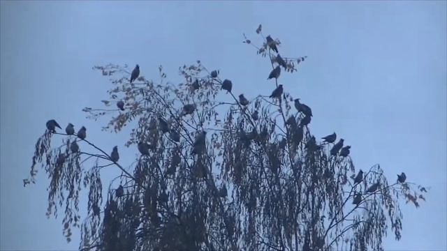 Прилетели красавцы Свиристели смотреть онлайн