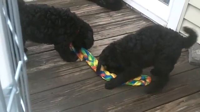 Waypoint Standard Poodles trying to get the rope away from each other смотреть онлайн