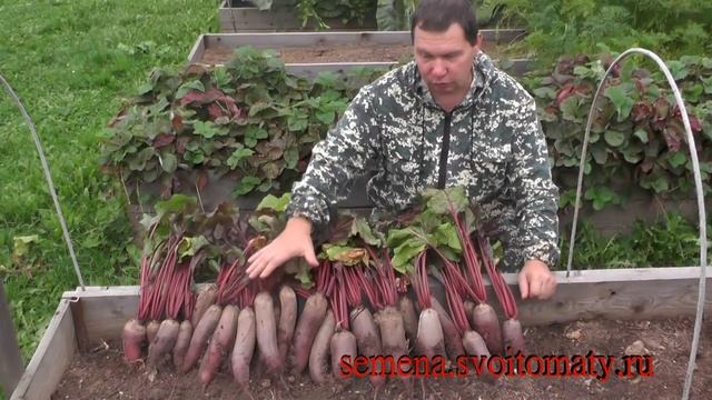 Проверенный сорт свеклы: "Фёкла" смотреть онлайн