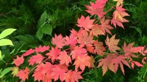 Клен ложнозибольдов, зимостойкий аналог японских кленов с осенним багряным окрасом.