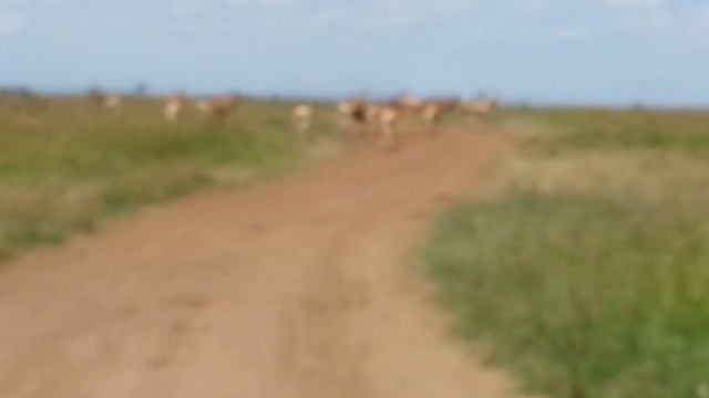 Carlton Hall Video Blog - A large herd of antelope, impala and hartbeasts in Nairobi Kenya смотреть онлайн