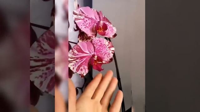 Орхидея Tiara, она или нет. Красивая пятнистая орхидея в моей коллекции и розовый биглип. смотреть онлайн