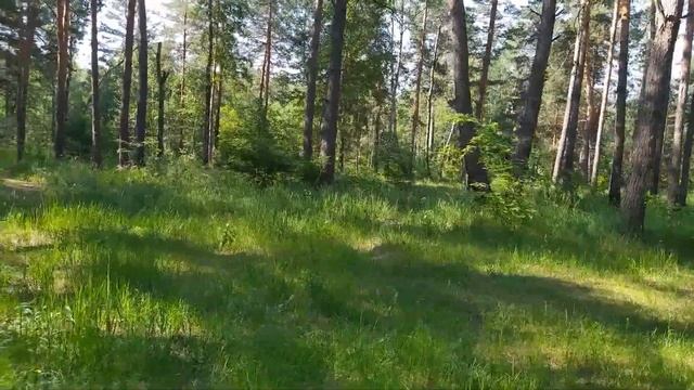 Как выглядит Смолка клейкая (обыкновенная) смотреть онлайн