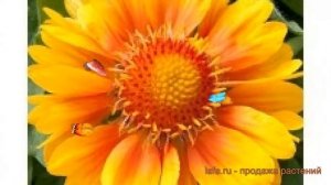 Гайлардия обыкновенная Пич ? обыкновенная гайлардия Пич обзор: как сажать, семена гайлардии Пич