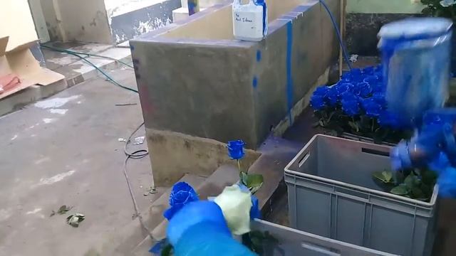 Как красят розы в Эквадоре от плантаций премиум класса смотреть онлайн