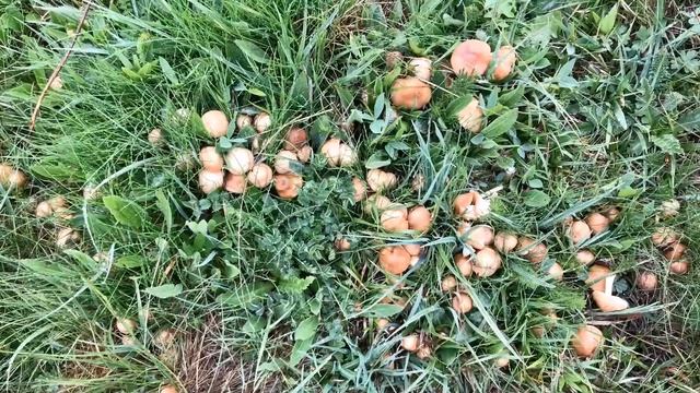 Senderuelas carrerillas Abril 2018 смотреть онлайн