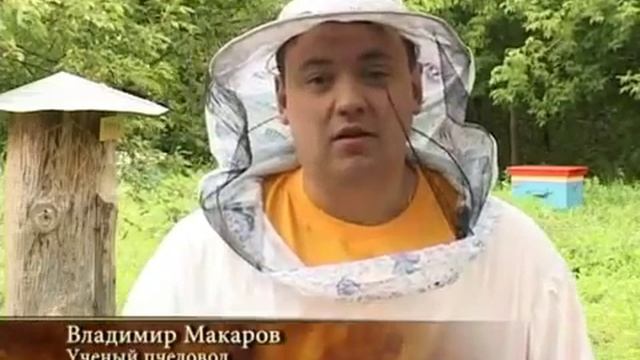 Тенториум BeeActive  Тестирует Олег Тактаров